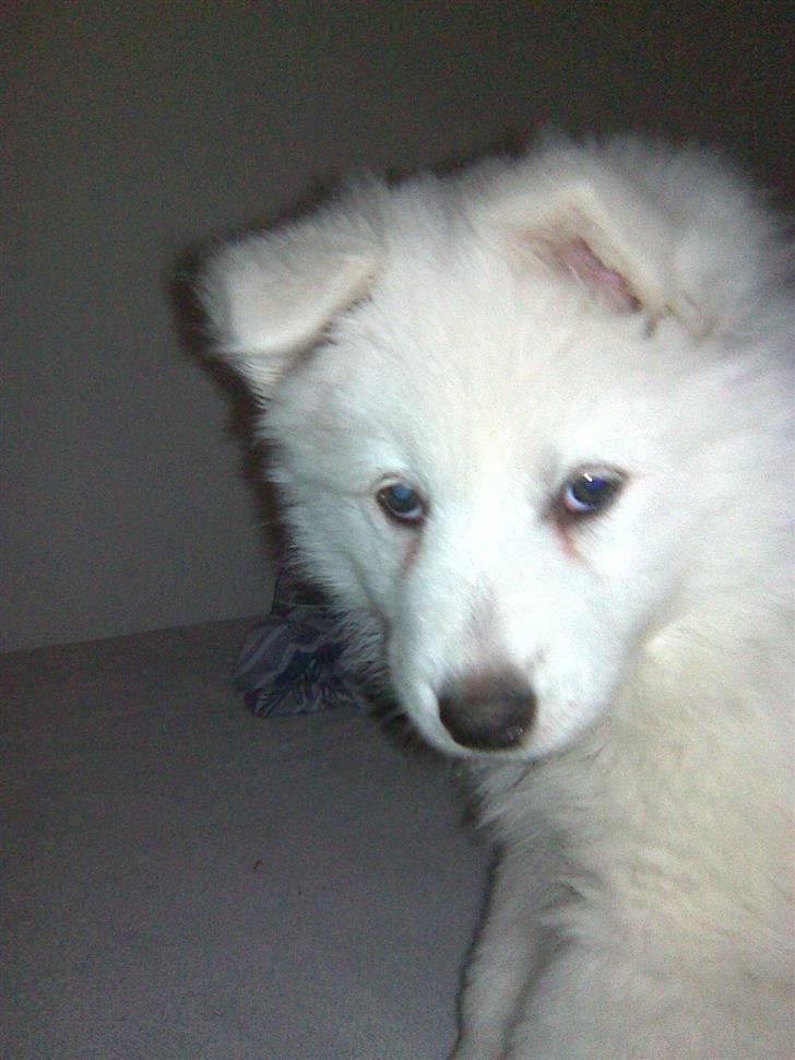 Samojedhund Sascha billede 4