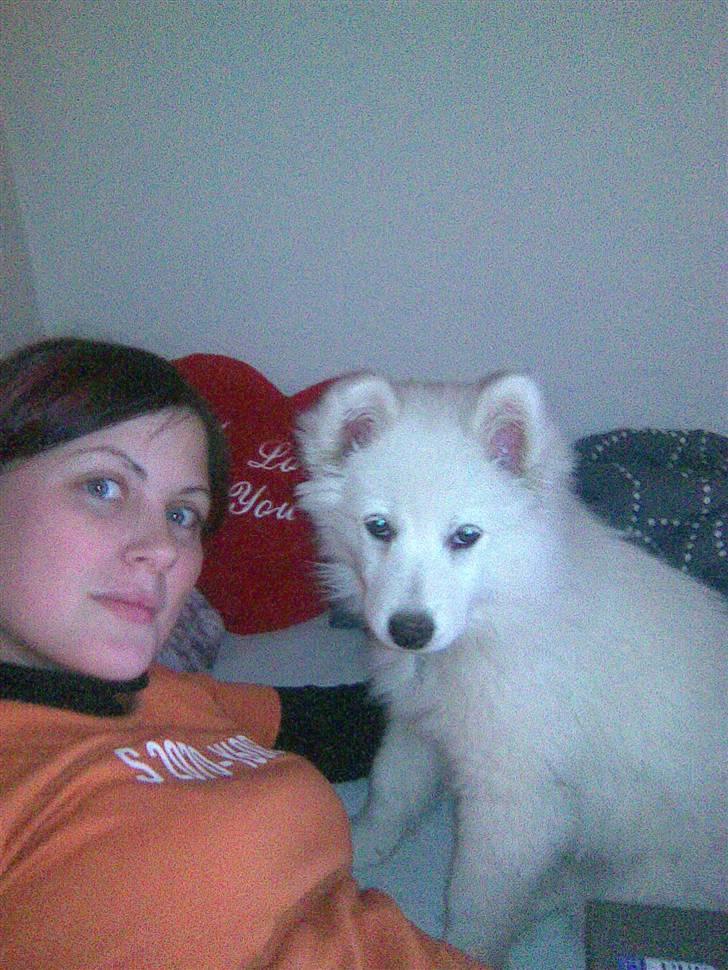 Samojedhund Sascha billede 5