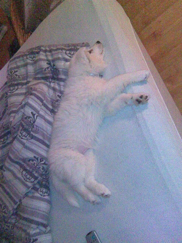 Samojedhund Sascha billede 6