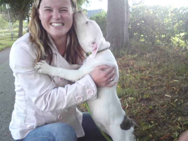 Amerikansk staffordshire terrier Lilly billede 13