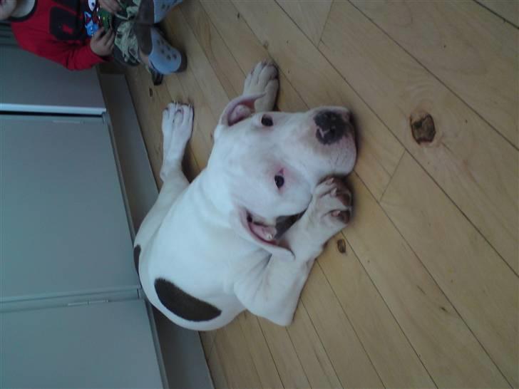 Amerikansk staffordshire terrier Lilly billede 14