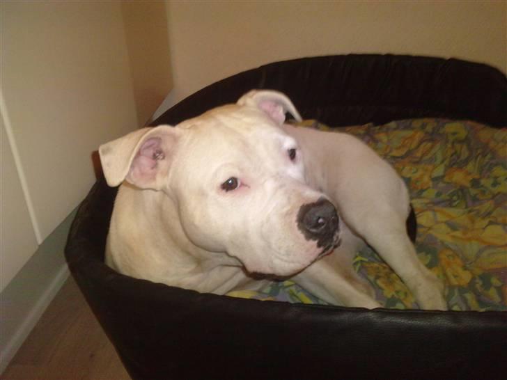 Amerikansk staffordshire terrier Lilly billede 15