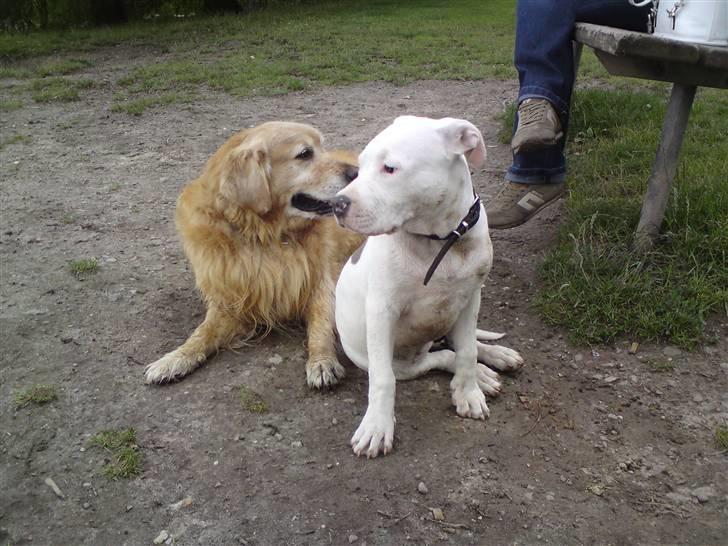 Amerikansk staffordshire terrier Lilly billede 16