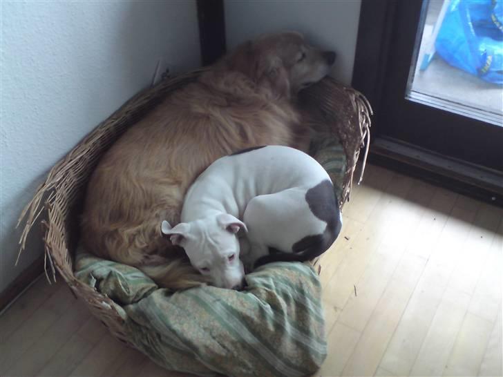 Amerikansk staffordshire terrier Lilly billede 17