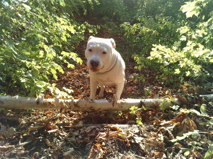 Amerikansk staffordshire terrier Lilly billede 18