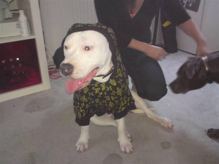 Amerikansk staffordshire terrier Lilly billede 19