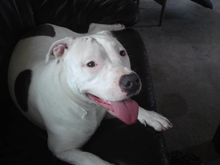 Amerikansk staffordshire terrier Lilly billede 20