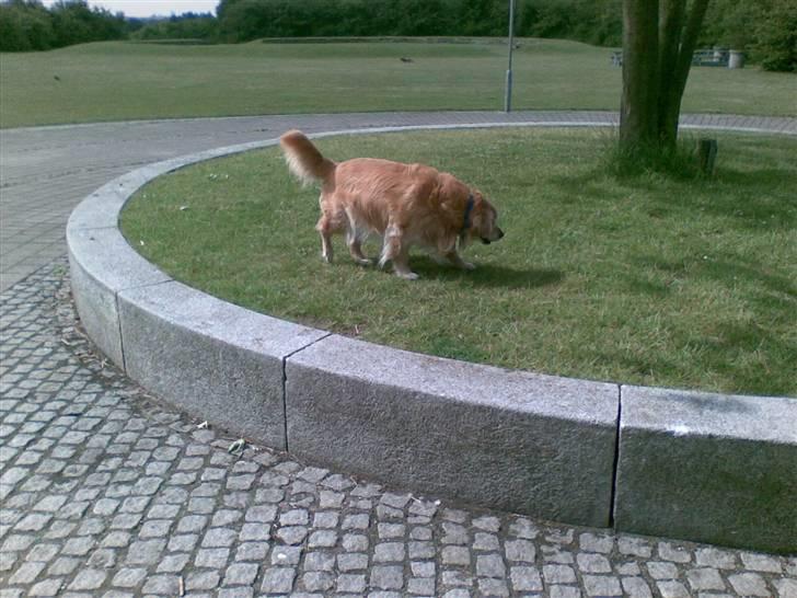 Golden retriever Cæsar R.I.P min stjerne billede 9
