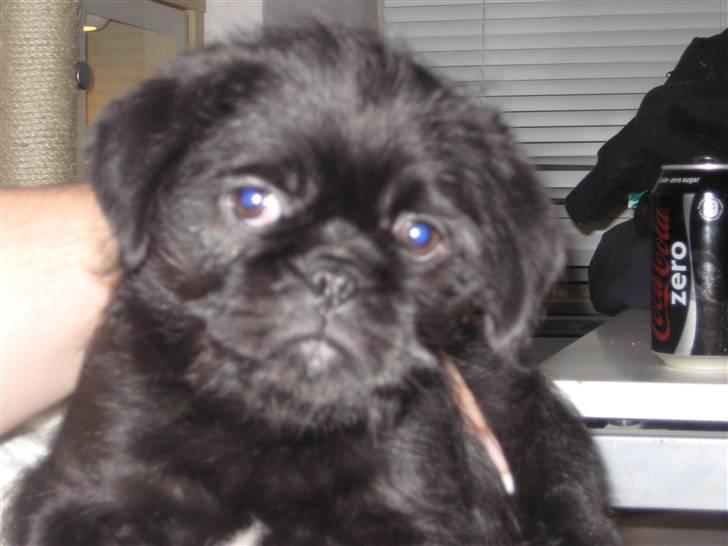 Blanding af racer Cocco billede 8