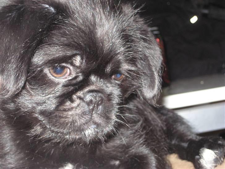 Blanding af racer Cocco billede 9