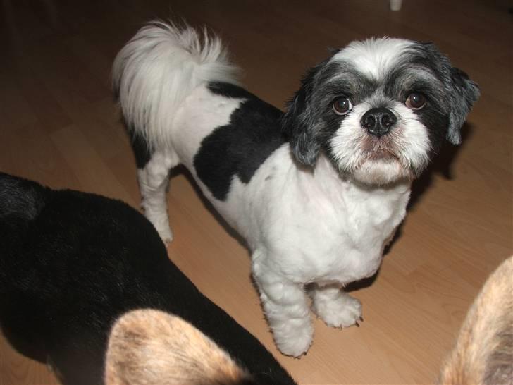 Lhasa apso Toffie billede 13