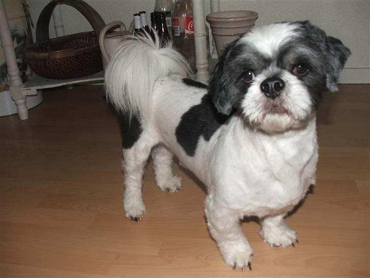 Lhasa apso Toffie billede 14