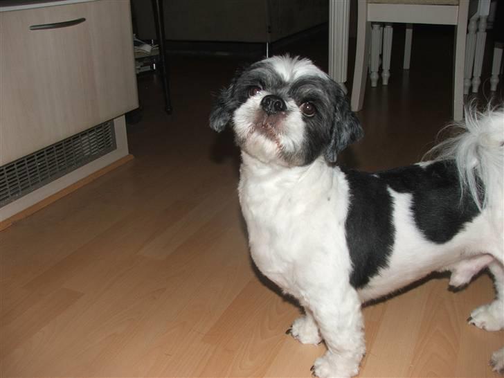 Lhasa apso Toffie billede 15