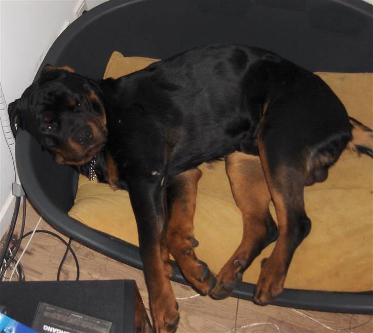Rottweiler Tayson - man kan da heller ikke sove i fred for mors camera billede 10
