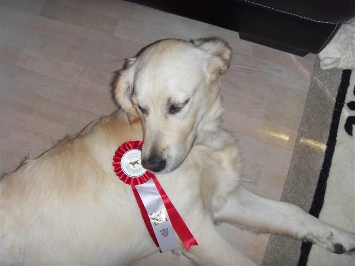 Golden retriever Soey - Sådan én klær´ mig nu godt!  billede 13