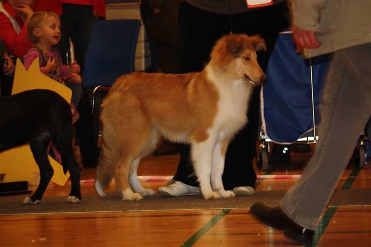 Collie langhåret Lassies American Fellow (Himmelhund) - Nytårsskue, Haverslev, d. 24/1-09 billede 3
