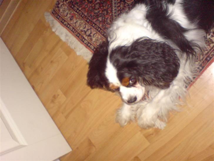Cavalier king charles spaniel Sofus -  miin  billede 1