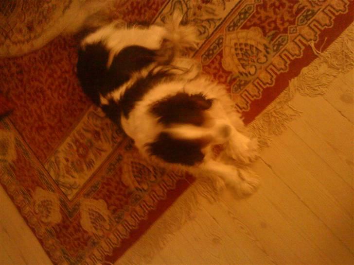 Cavalier king charles spaniel Sofus billede 2