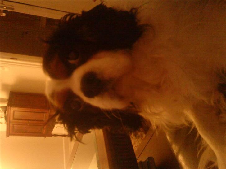 Cavalier king charles spaniel Sofus billede 3