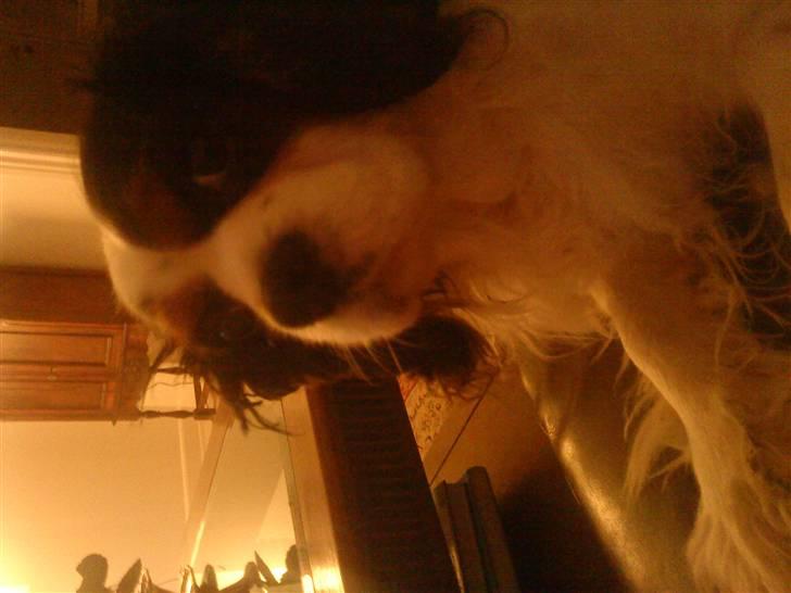 Cavalier king charles spaniel Sofus billede 4