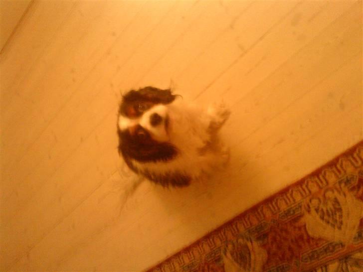 Cavalier king charles spaniel Sofus billede 5