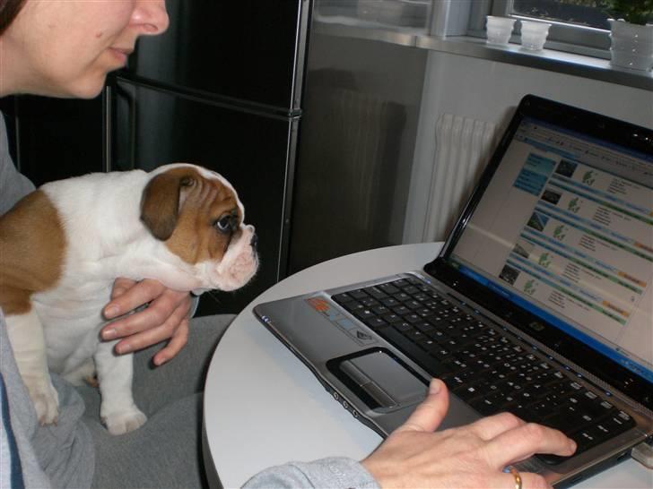 Engelsk bulldog Anton billede 6