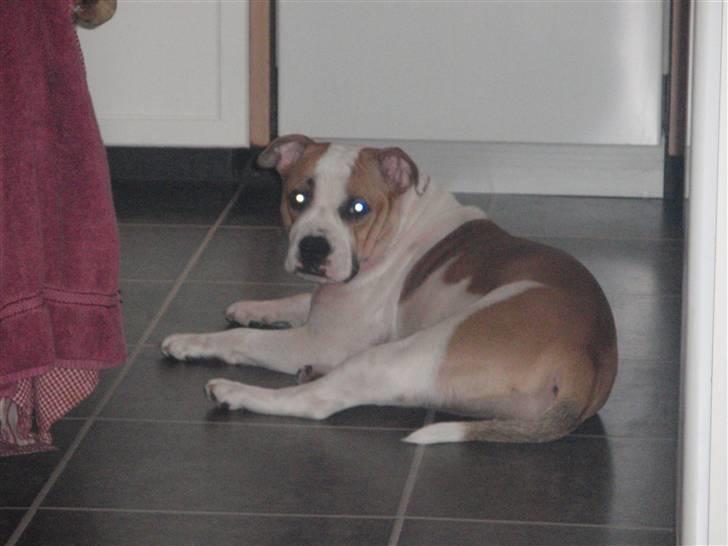 Blanding af racer Gaby billede 8