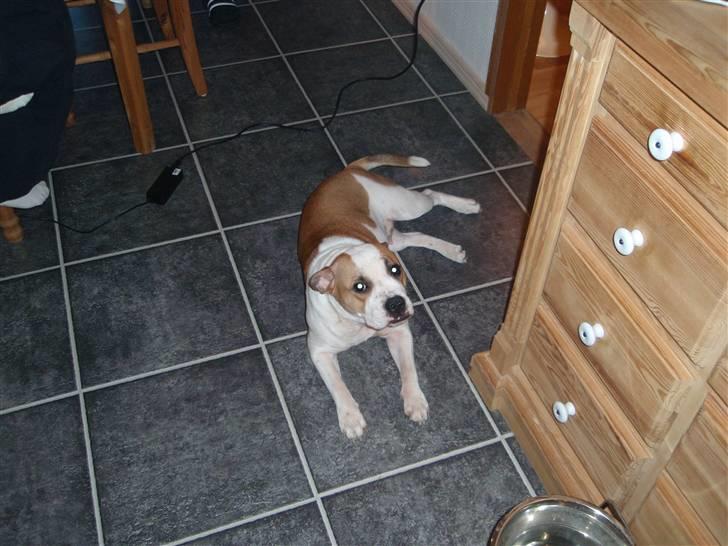 Blanding af racer Gaby billede 9