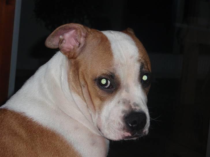 Blanding af racer Gaby billede 10