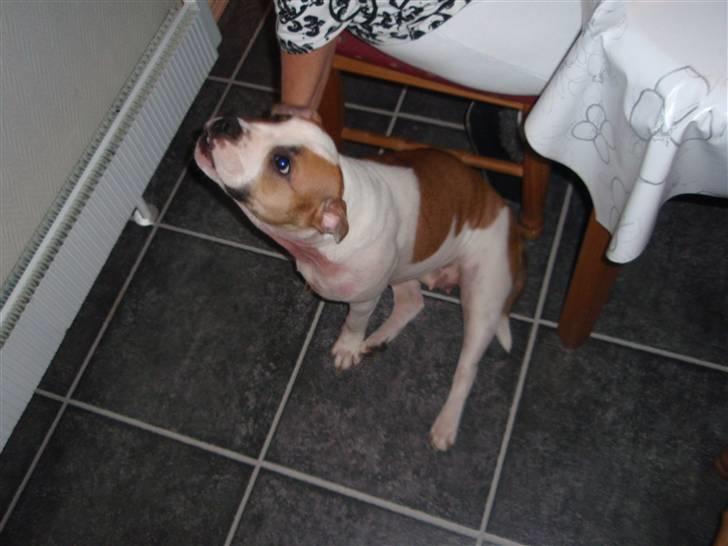 Blanding af racer Gaby billede 11