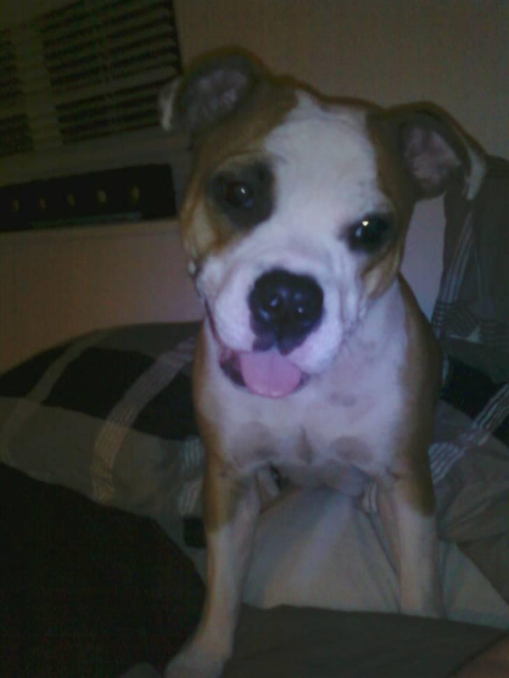 Blanding af racer Tulle billede 8