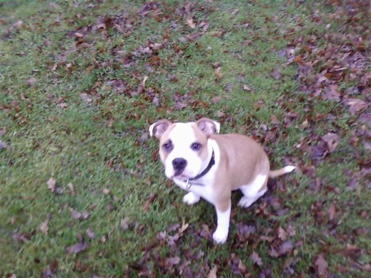 Blanding af racer Tulle billede 9