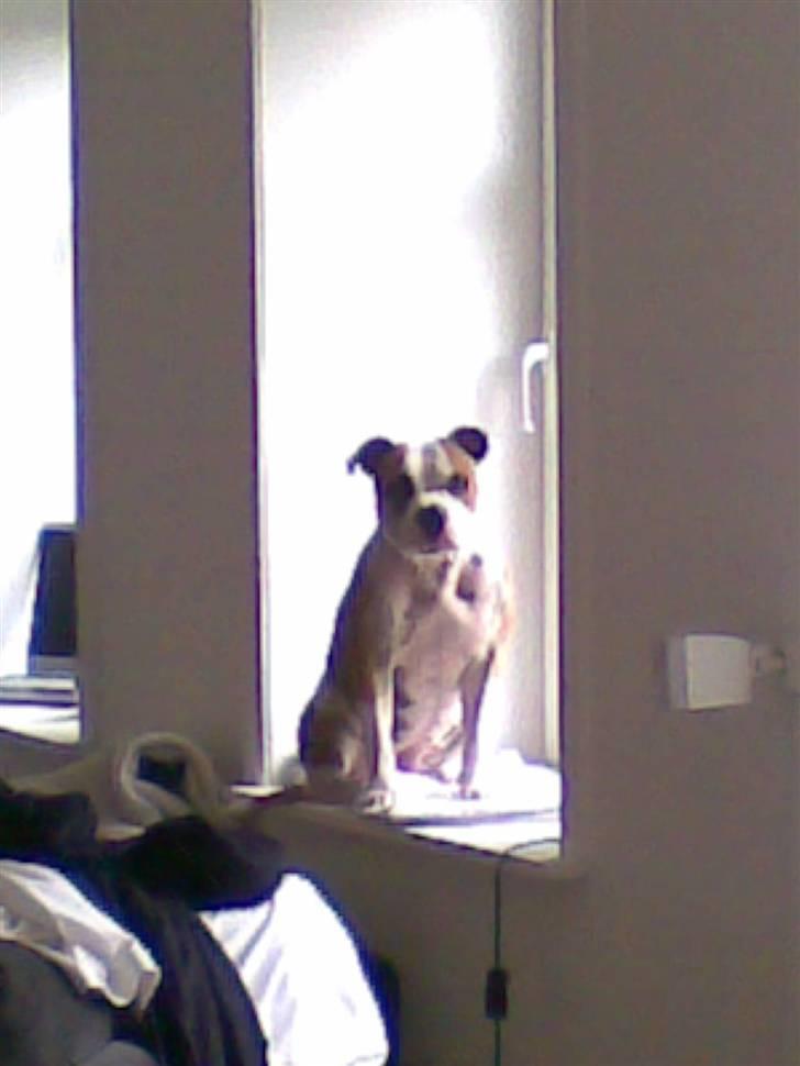 Blanding af racer Tulle billede 10