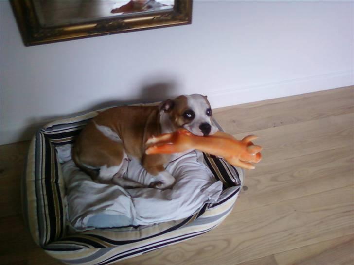 Blanding af racer Tulle - Tulle´s Baby billede 11