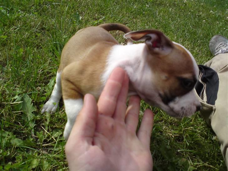 Blanding af racer Tulle billede 12