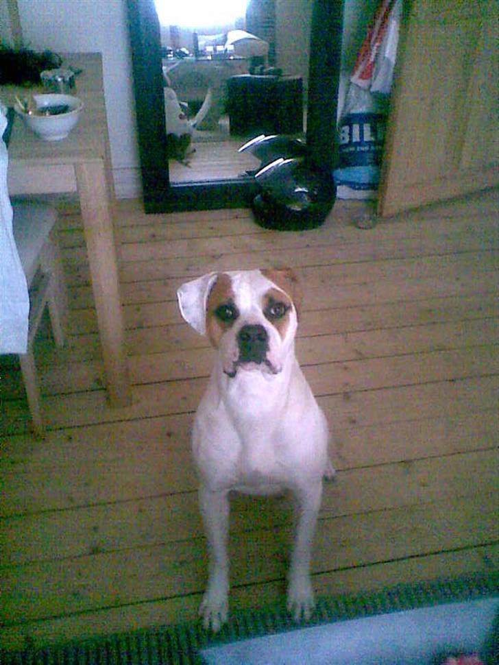 Amerikansk bulldog holmegaards Bull red hot nugga billede 9