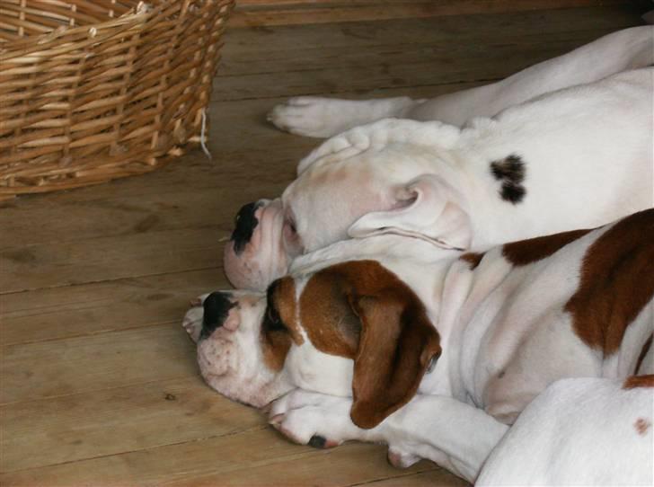 Amerikansk bulldog holmegaards Bull red hot nugga billede 11