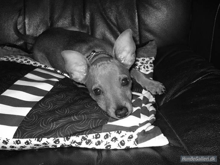 Dvaergpinscher Ami billede 8