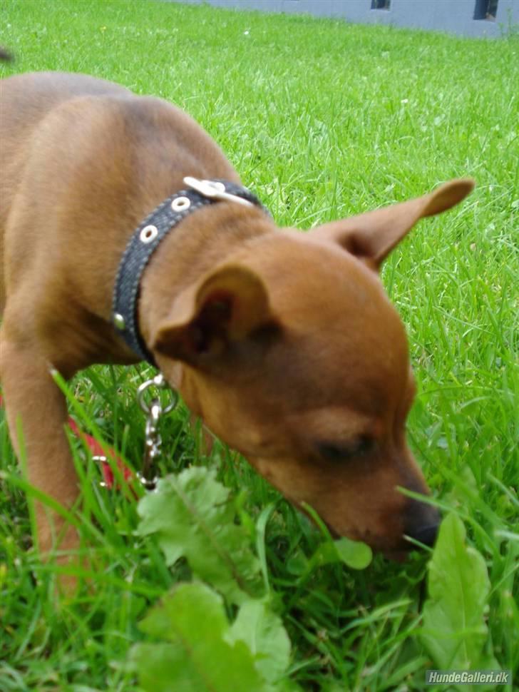 Dvaergpinscher Ami billede 9