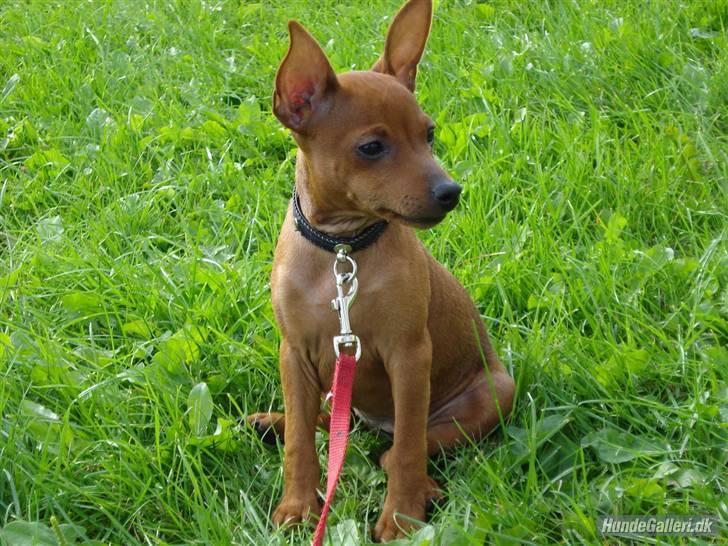 Dvaergpinscher Ami billede 10