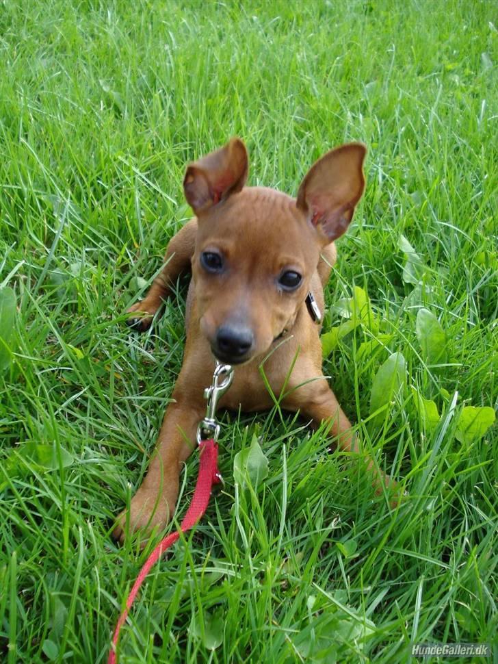 Dvaergpinscher Ami billede 11