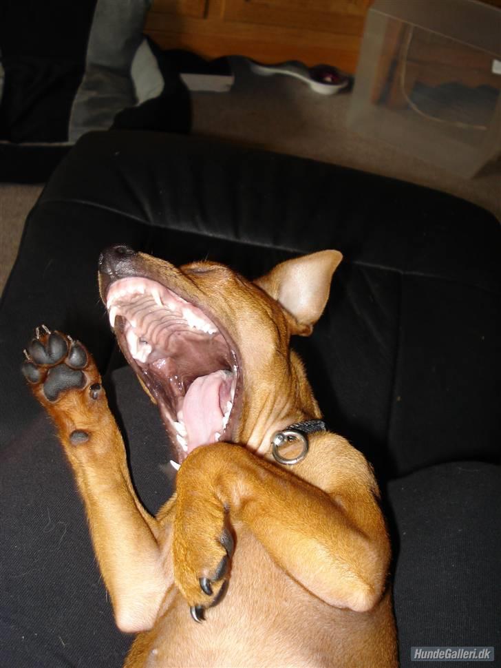 Dvaergpinscher Ami billede 12