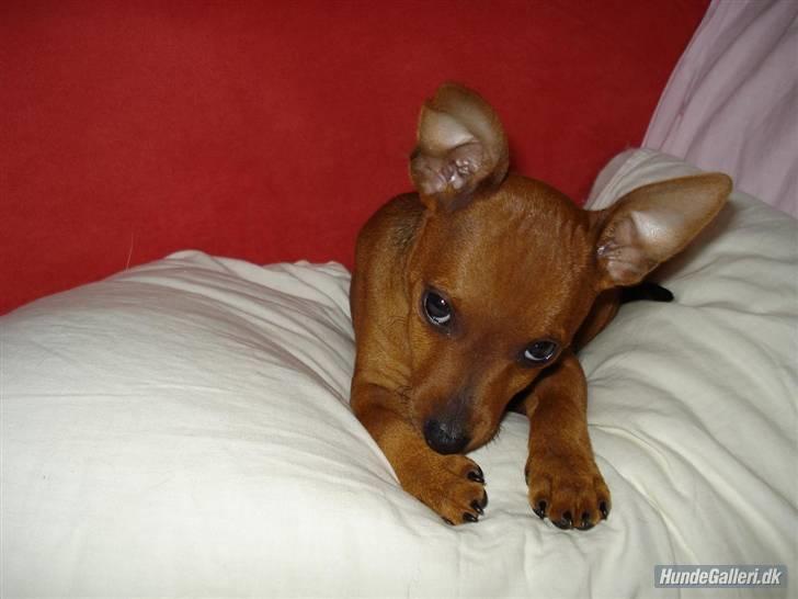 Dvaergpinscher Ami billede 13