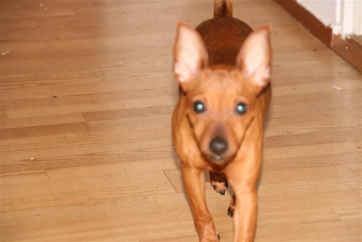 Dvaergpinscher Ami billede 14