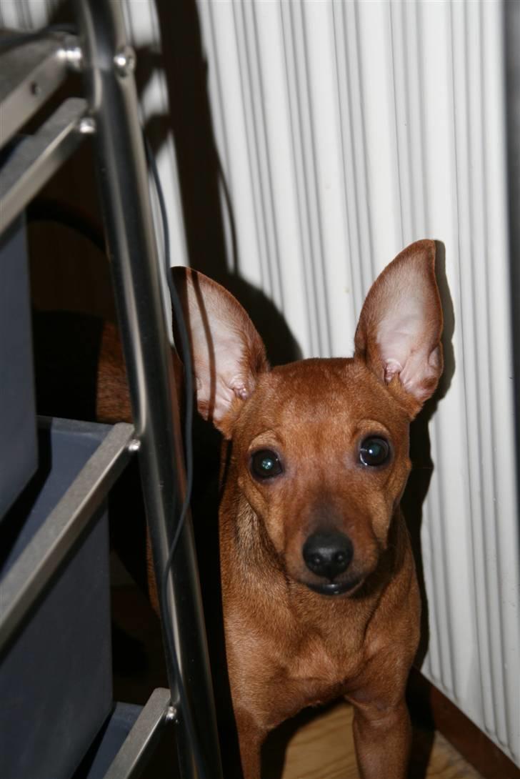 Dvaergpinscher Ami billede 15