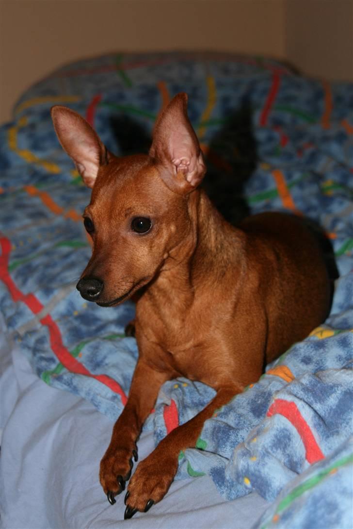 Dvaergpinscher Ami billede 16