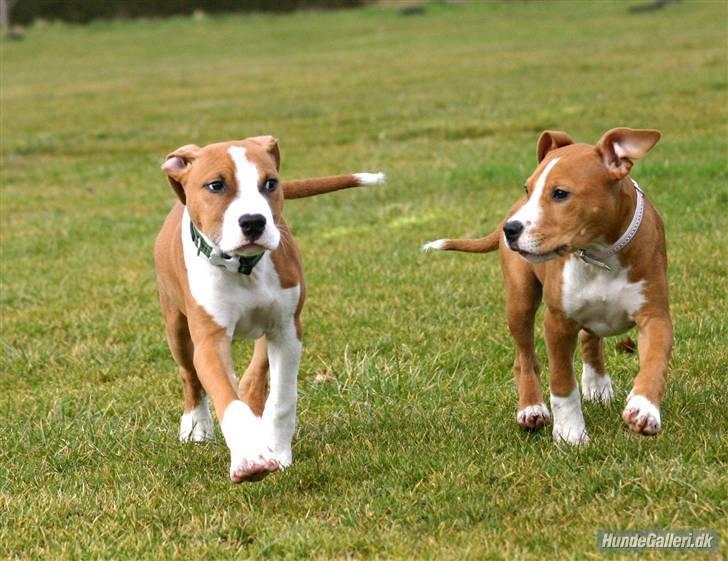 Amerikansk staffordshire terrier Great Viking's Ecco - af Chalotte Buchwald billede 7