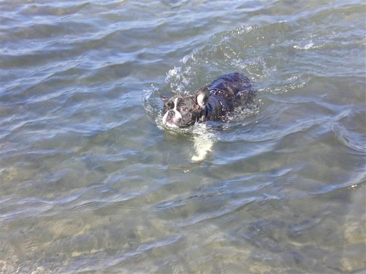 Fransk bulldog Knud - Knud ude at bade... billede 16