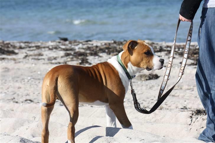 Amerikansk staffordshire terrier Great Viking's Ecco billede 8