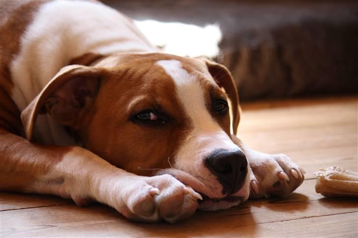 Amerikansk staffordshire terrier Great Viking's Ecco billede 9